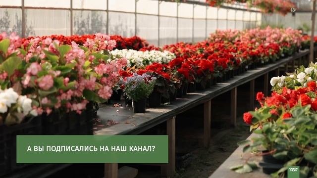Необычные летники и многолетники. Контейнерное озеленение.