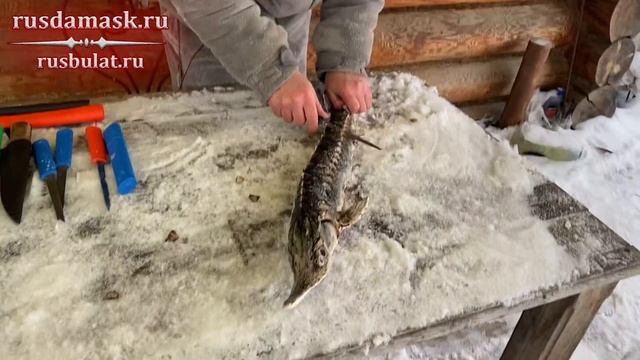Разделка севрюги ножом Чукотка. Разделка осетрины.Русский Булат