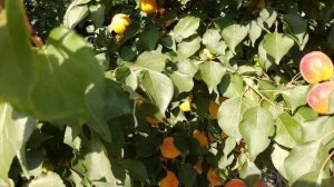 Абрикос Особливый (Особенный) Денисюка. Сорт с обилием сока и сладости! Отзыв от Макси Сад.