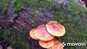 ?ЗИМНИЕ ОПЯТА - FLAMMULINA VELUTIPES?