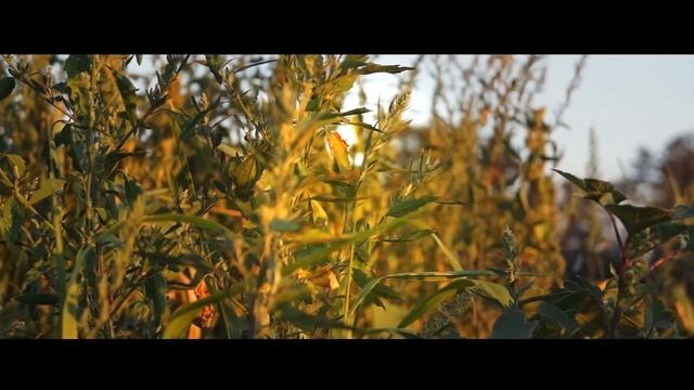 Sony NEX 5N Video Test смотреть онлайн