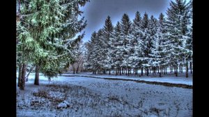 Снег. Зимний пейзаж. Снег в парке. Красивые деревья. Зимние пейзажи Видео
