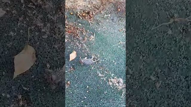 труп на детской площадке