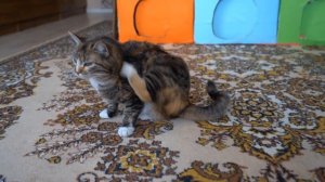 ВЫБЕРИ ПРАВИЛЬНО, ЧТОБЫ ВЫЖИТЬ ! ЧЕЛЛЕНДЖ для КОТОВ !  КОТ ВЫБРАЛ ПРАВИЛЬНУЮ ДВЕРЬ и КОРОБКУ ?
