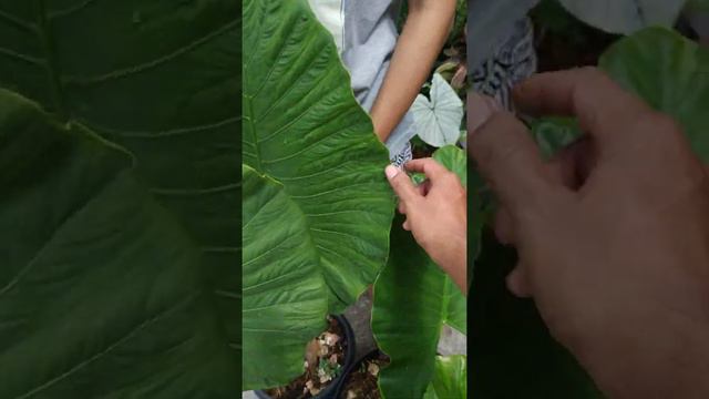 Alocasia Puber VS Alocasia Alba | Fazza Nursery Popular Plants