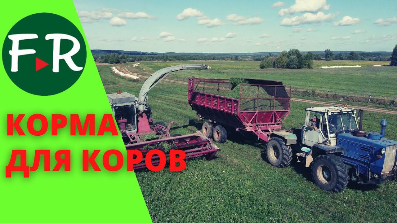 Заготовка зелёных кормов. Рацион кормления молочного стада. Кормление коров на ЭкоФерме Демьяново.