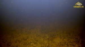 Прикормка на ракушке на сильном течении (подводное видео) [salapinru]