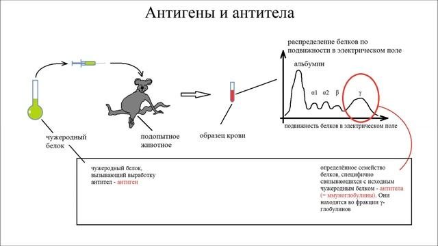 Лекция 3   анатомия иммунной системы и методы иммунологии
