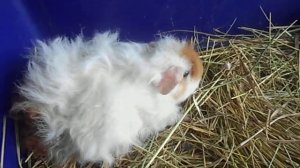 Морская свинка породы Тексель из питомника