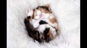 Сонный котенок  Б Берлин