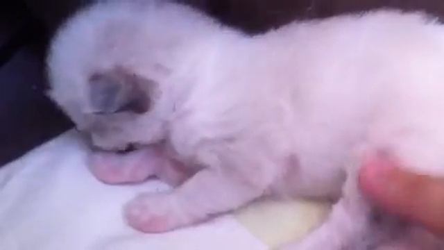 Ragalaxy Ragdoll 3 смотреть онлайн