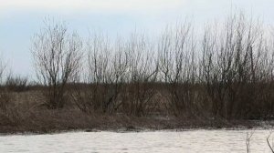 ОХОТА на УТКУ 2021 на РАЗЛИВАХ, с подсадными утками #наутку #наразливах #охота #селезня #утку2021