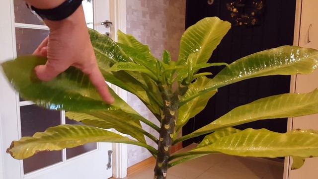 Плюмерия. Боремся с клещом смотреть онлайн