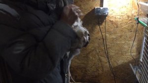 Взвешивание индюков Хайбрид конвертер в 1 месяц