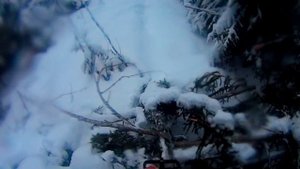 Снегоходы.Тайга Варяг 550V по лесным заросшим дорогам.Часть 1