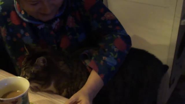 Тигра лезет на ручки смотреть онлайн