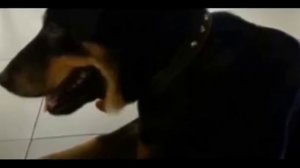 Неизвестно сколько времени мучился этот малыш...