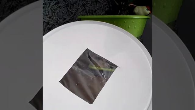 Переноска для хомяка смотреть онлайн