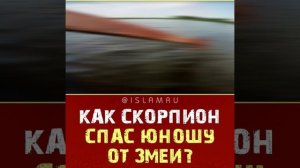 Как скорпион спас парня от змеи?