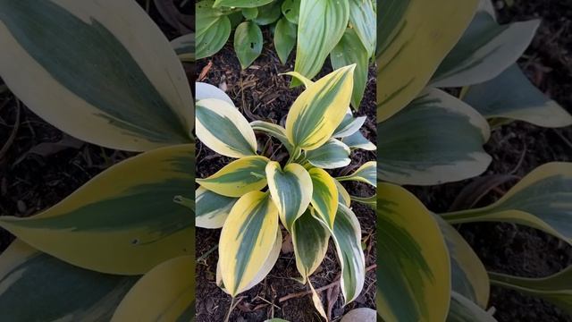 Хоста Аутум Фрост (hosta autumn frost)