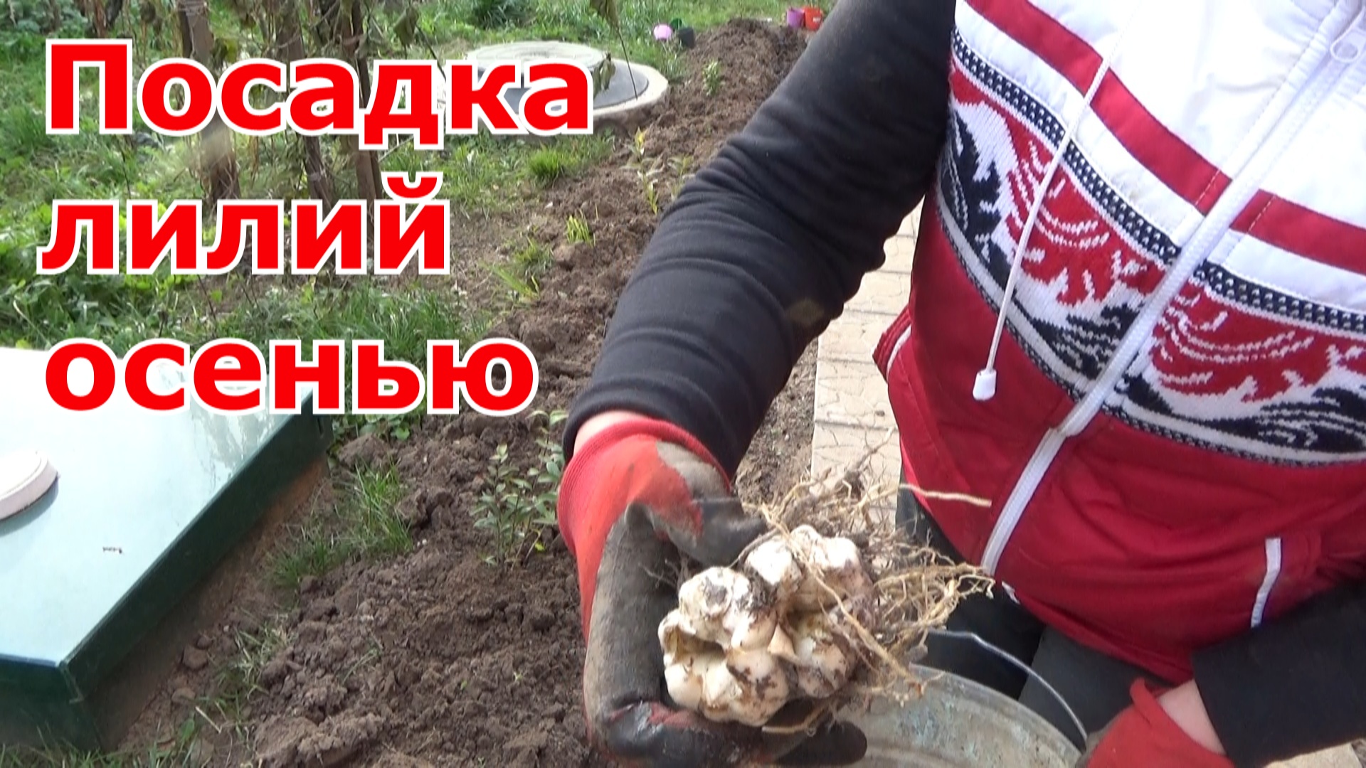 Пересадка лилий летом после цветения в открытом. Пересадка лилий летом после цветения в открытом
