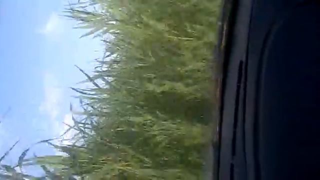 Поиск САРАНЧИ смотреть онлайн