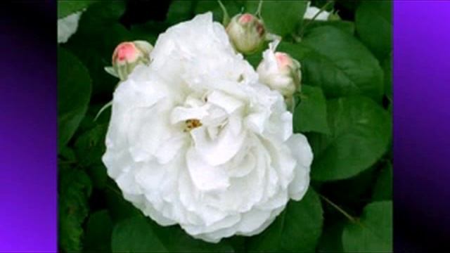 белые розы.flv смотреть онлайн