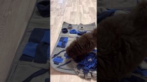 Той пудель Бруно играет в нюхательный коврик. #toypoodle #funnyvideo #тойпудель #poodle #dog