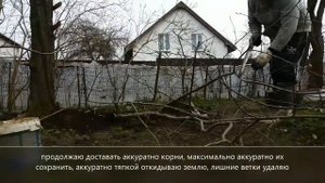 Пересадка взрослой яблони, готовлю место под строй сарайчик. Apple transplant, Place under the barn