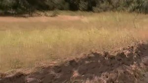 Т-150 с плугом ПСК 5 пашет как К-700