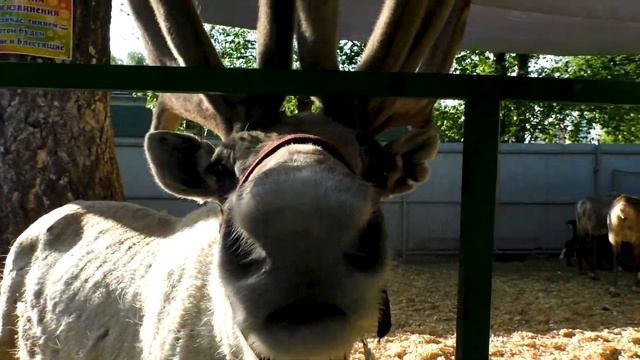 Парк Березовая роща /Новосибирск, Дзержинский район/ смотреть онлайн