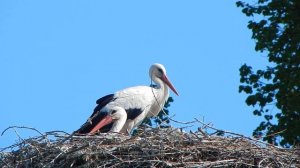 Аисты в Калужской области.