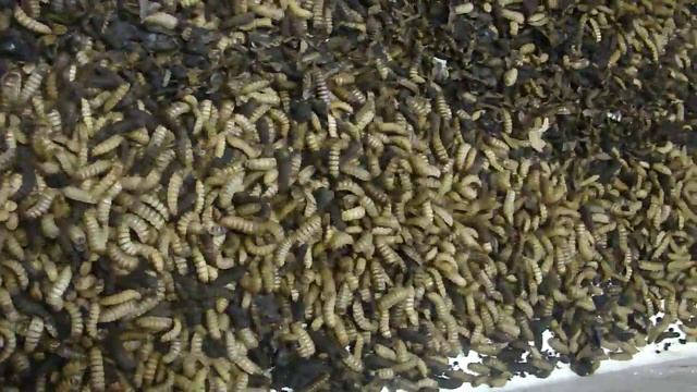 Личинки мухи Чёрная Львинка смотреть онлайн