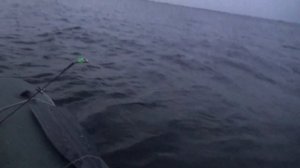 Трофейная рыбалка на средней Волге