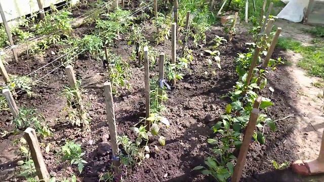 ПЕРВЫЕ ВАЖНЫЕ ШАГИ В УХОДЕ ЗА ГРУНТОВЫМИ ТОМАТАМИ смотреть онлайн