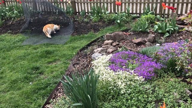 Маленький котёнок ? смотреть онлайн