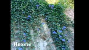 Декоративные вьющиеся растения для сада