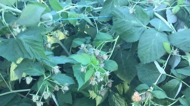 Малина саженцы сорта. Малина с огромным потенциалом Джоан Джей. смотреть онлайн