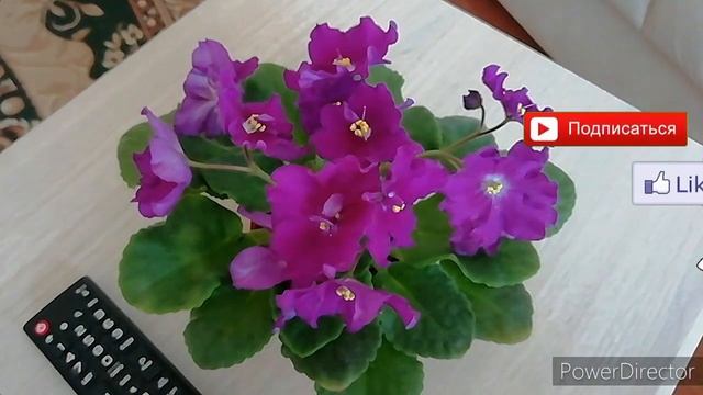 Сорт фиалки ЛЕ - Крепкий Орешек! Описание сорта фиалки.