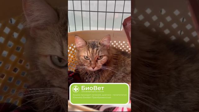 Кошка проходит лечение, диагноз - гепатопатия. Клиника БиоВет Преображенская.