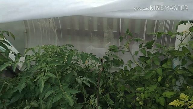 Томат Петруша огородник,обзор урожая смотреть онлайн