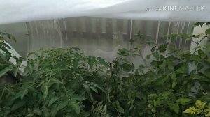 Томат Петруша огородник,обзор урожая