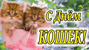 1 марта День Кошек! Красивое поздравление с днем Кошек! Мурчащие, пушистые, Прекрасные создания...