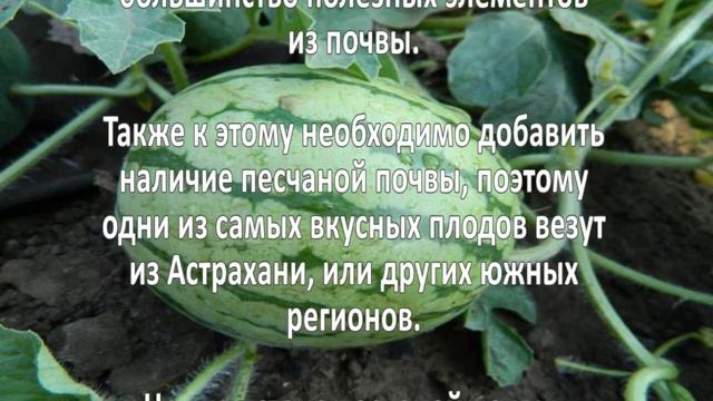 Выращивание арбузов  Бизнес идея
