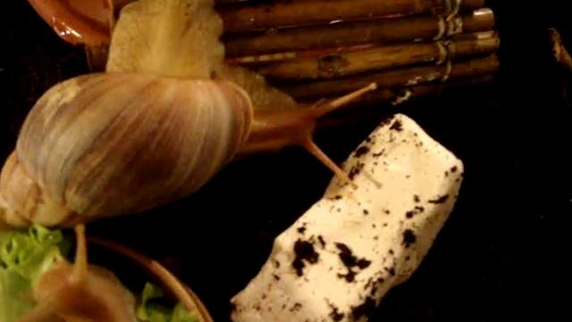 Ахатины иммакуляты пантерки и черноголовые ретики