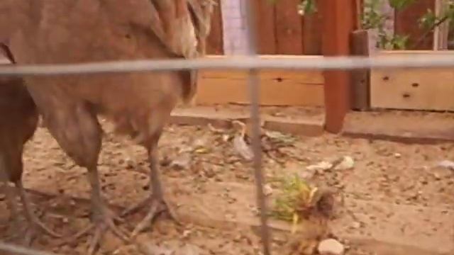 ФАВЕРОЛЬ ,МАРАН,АМРОКС,ПАДУАН ,ПАВЛОВСКОЕ СЕРЕБРО,ПАВЛИНЫ ИНДИЙСКИЕ - ОБЗОР В КУРЯТНИКЕ. смотреть онлайн