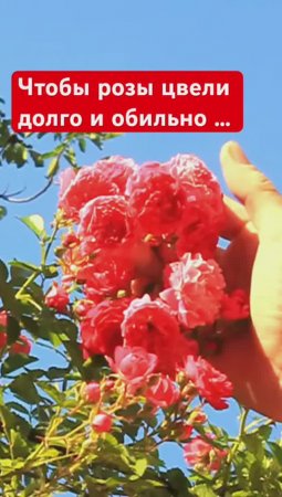 Лишь 10% садоводов делает это (простой КОПЕЕЧНЫЙ способ)