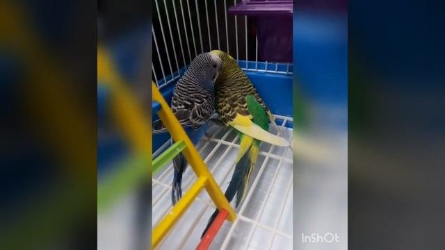 Милые создания - Волнистые ПОПУГАИ 2019  ??️ Любовь между птицами