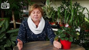 Хрен на зиму ➡  дачный эксперт хитсад