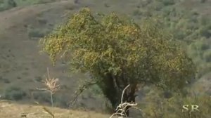 Песня про маму. На Чеченском языке